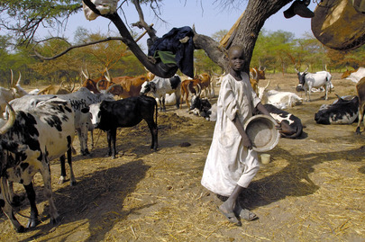 FAO Vaccination Campaign in Sudan