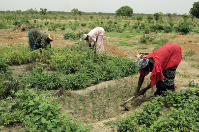 Women Tend to Garden in Senegalese Rural Community