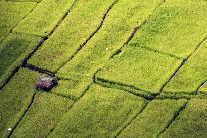 Rice Fields in Timor-Leste