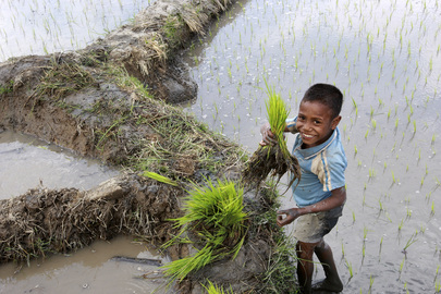 Young Boy Plants Rice