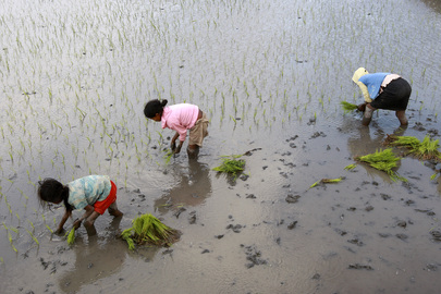 Girls Plant Rice