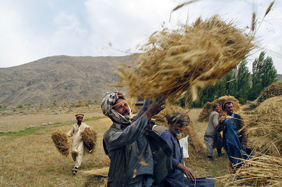 Farmers Harvest Wheat
