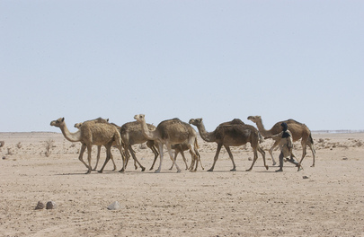 Western Sahara
