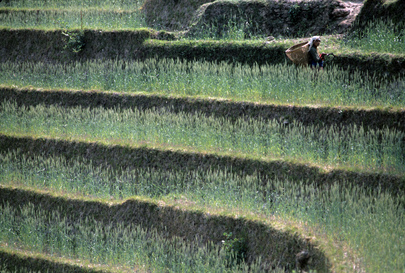 Una mujer corta pasto para alimentar el ganado en Lamaku (Nepal)