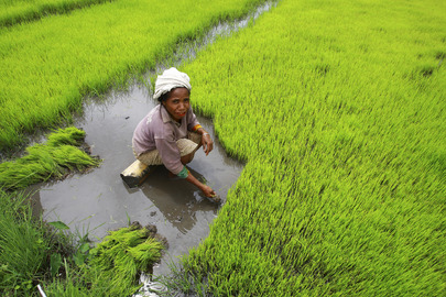 Farmer Harvests Rice 