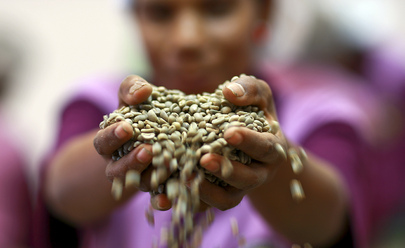 Coffee Handler with Beans from Coffee Cooperative