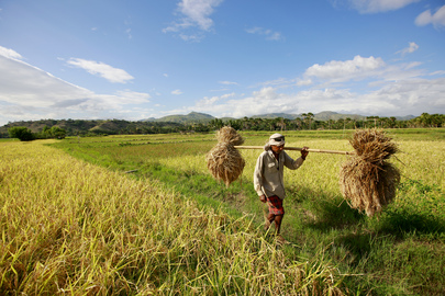 Timor-Leste Farmer Carries Away Crops Destroyed by Heavy Rains