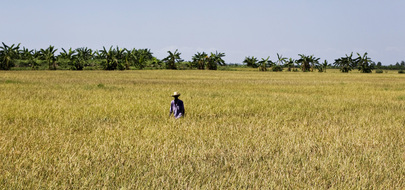 Field in Haiti Irrigated with Contaminated River Water