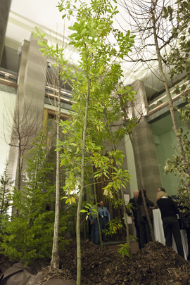 UN Geneva Office Celebrates Forests Year with "Art of Trees"