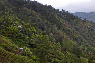 Haiti's Forests
