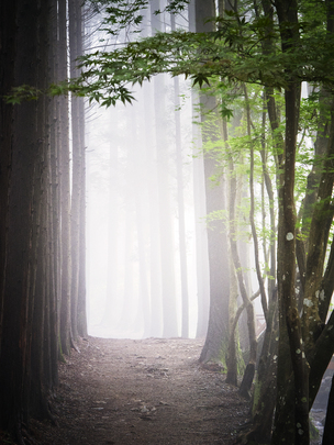 Forest in Republic of Korea