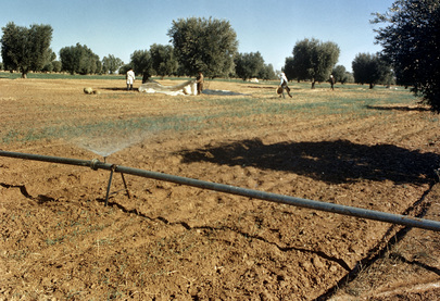 Agricultural Development and Land Use in Libya