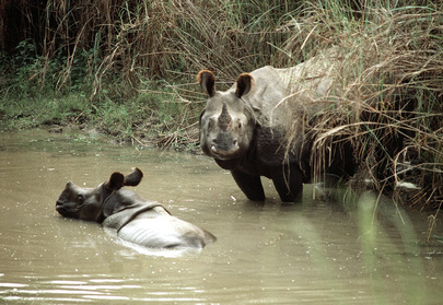 The unrestricted exploitation of wildlife has led to the disappearance of many animal species at an alarming rate, destroying earth's biological diversity and upsetting the ecological balance. The United Nations Environment Programme (UNEP) is actively involved in working with Governments, scientists, private organizations and other concerned groups to preserve and protect our endangered species.  Mother and baby rhinoceros in Tigertops Wildlife Sanctuary, Nepal. 01 April 1987 Nepal Photo # 84643