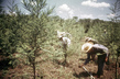 Development of Resources: Reafforestation Project in Paraguay 10.503216