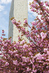 Spring at UN Headquarters 13.0627365