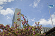 Cherry Blossoms in Spring at UN Headquarters 9.506607