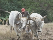 Selected frame from video story 
HAITI / AGRICULTURE
	
