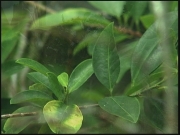 Selected frame from video story 
PERU / COCA
	
