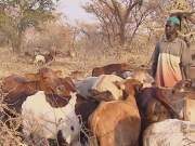 Selected frame from video story 
SUDAN / MISSERIYA MIGRATION
	