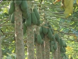 Selected frame from video story 
BELIZE / PEST FREE EXPORTS 
	