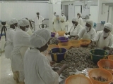 Selected frame from video story 
BENIN / SHRIMP INDUSTRY
	