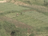 Selected frame from video story 
HAITI / DEFORESTATION
	