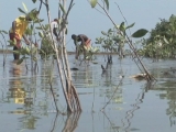 Selected frame from video story 
HAITI / MANGROVES
	