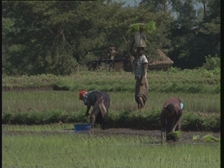 Selected frame from video story 
WESTERN KENYA / RICE FARMING
	