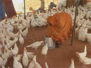 Selected frame from video story 
SUDAN / POULTRY TRAINING
	