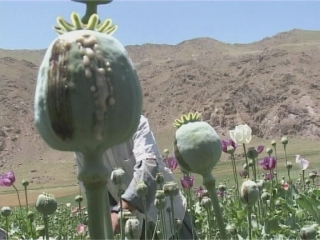 Selected frame from video story 
UNODC / UNODC REPORT ADVANCER
	