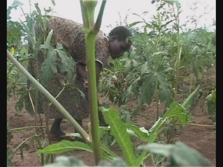 Selected frame from video story 
SUDAN / FOOD SECURITY   
	