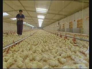 Selected frame from video story 
GEORGIA / RURAL DEVELOPMENT 
	